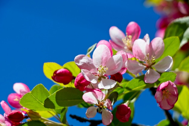 Foto nahaufnahme einer rosa kirschblüte