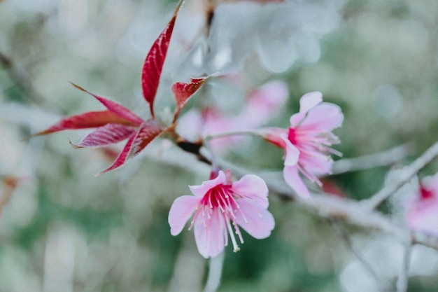 Nahaufnahme einer rosa Kirschblüte