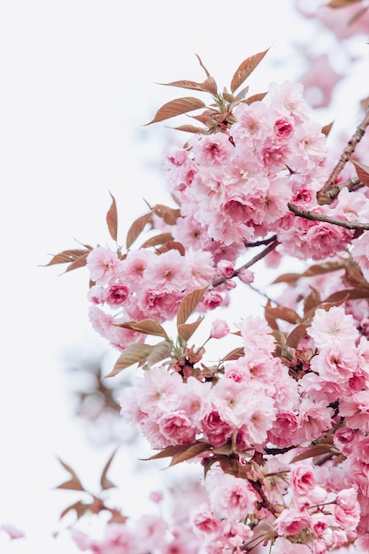 Foto nahaufnahme einer rosa kirschblüte