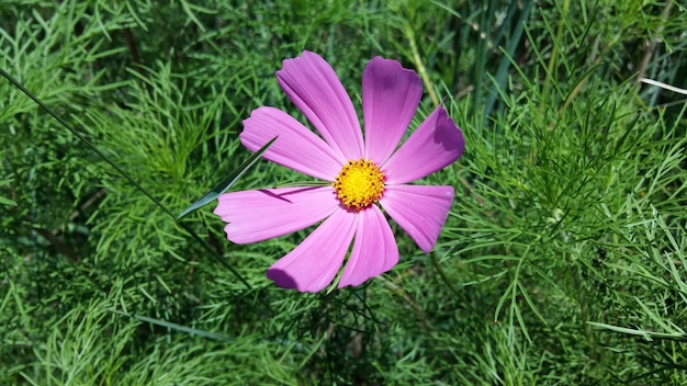Nahaufnahme einer rosa Kosmosblume, die auf dem Feld blüht