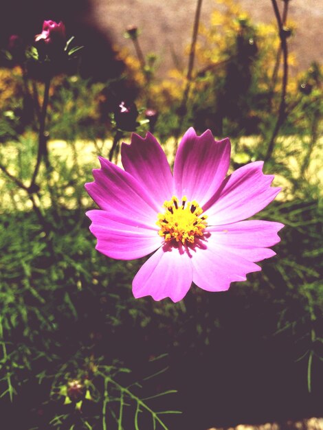 Nahaufnahme einer rosa Kosmosblume, die im Freien blüht