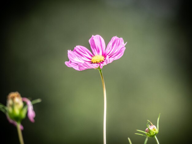 Foto nahaufnahme einer rosa kosmosblume