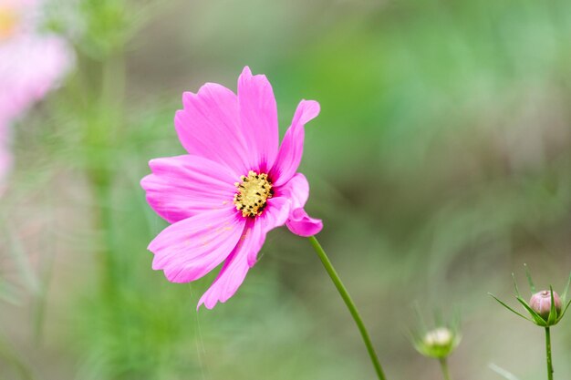 Nahaufnahme einer rosa Kosmosblume