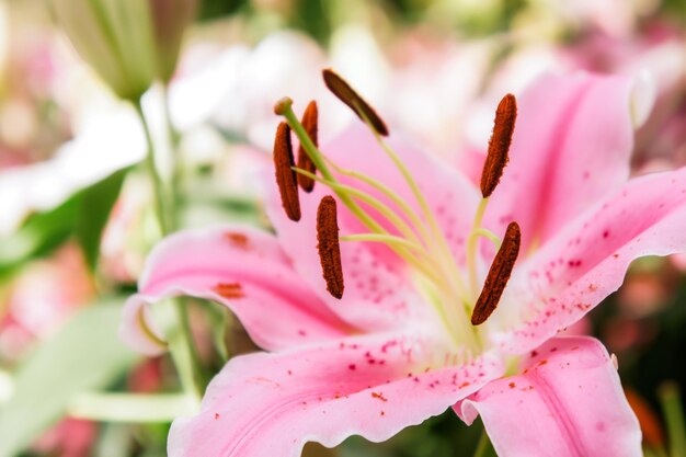 Nahaufnahme einer rosa Lilie, die im Freien blüht