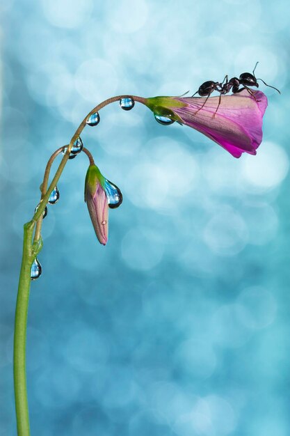 Foto nahaufnahme einer rosa lotus-wasserlilie