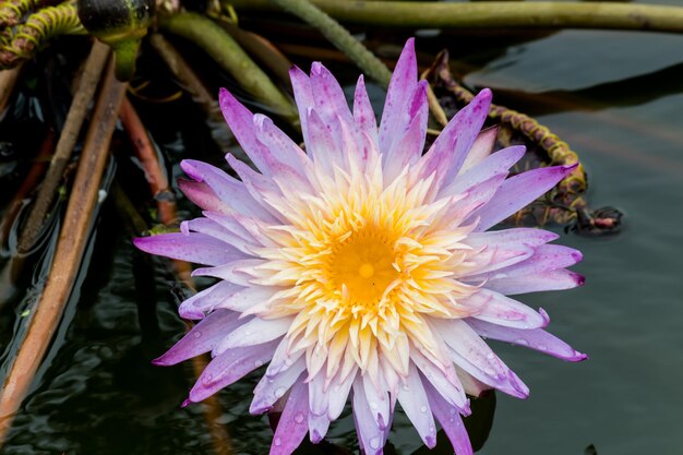 Foto nahaufnahme einer rosa lotus-wasserlilie