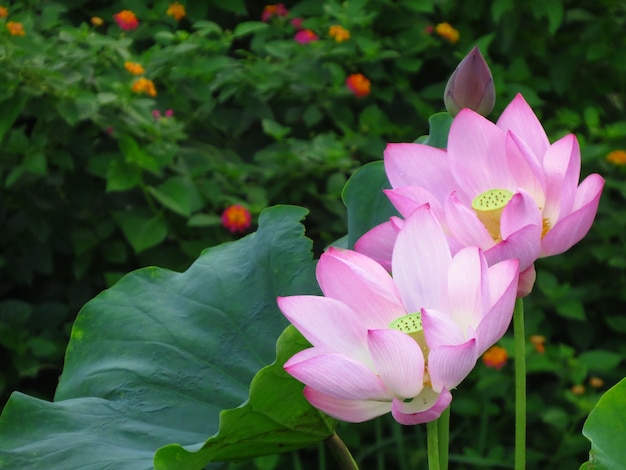 Foto nahaufnahme einer rosa lotus-wasserlilie