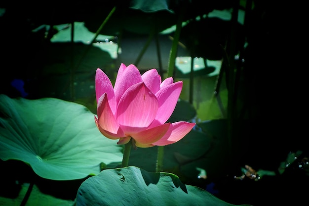 Nahaufnahme einer rosa Lotus-Wasserlilie