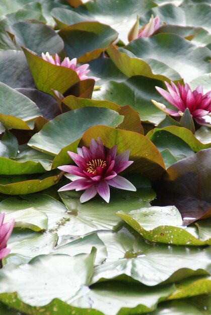 Nahaufnahme einer rosa Lotus-Wasserlilie