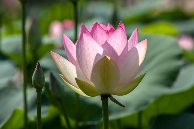 Nahaufnahme einer rosa Lotusblume, die im Freien blüht