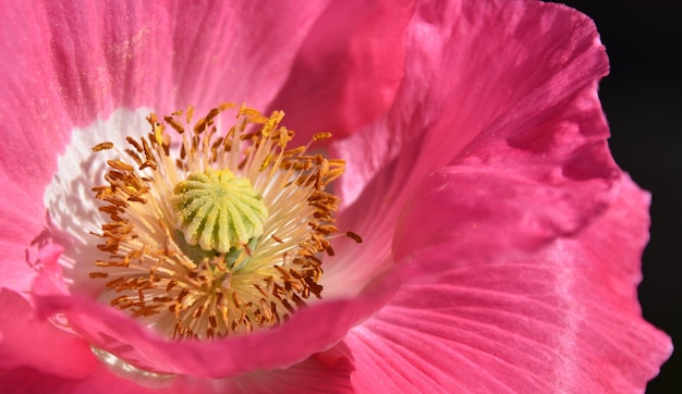 Nahaufnahme einer rosa Mohnblüte