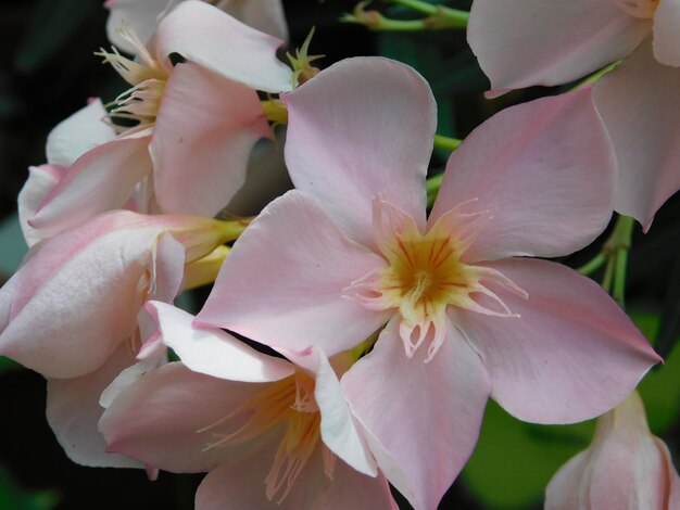 Nahaufnahme einer rosa Orchidee, die im Freien blüht