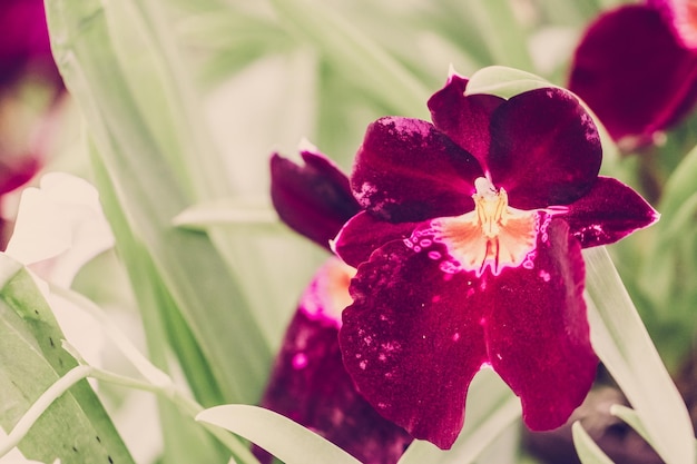 Nahaufnahme einer rosa Orchidee