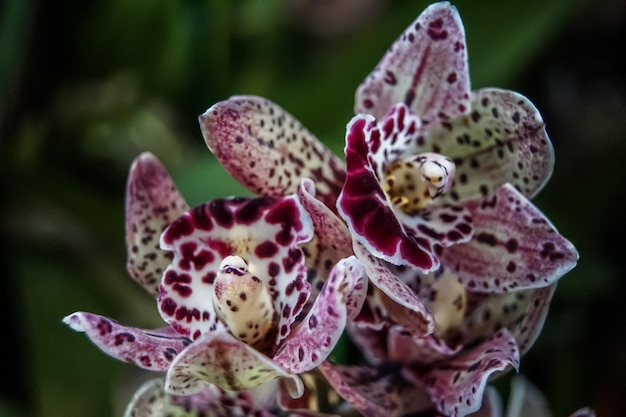 Foto nahaufnahme einer rosa orchidee