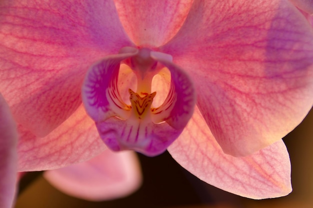 Nahaufnahme einer rosa Orchideeblüte
