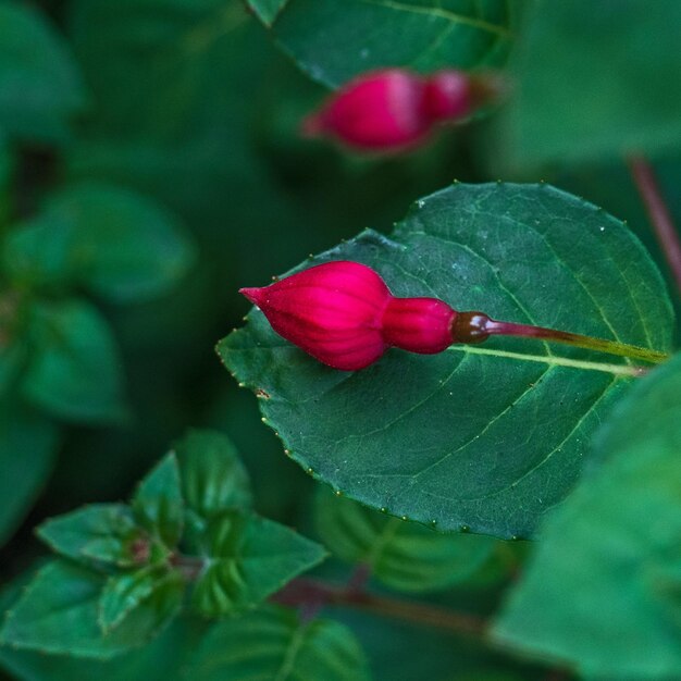 Foto nahaufnahme einer rosa rose auf blättern