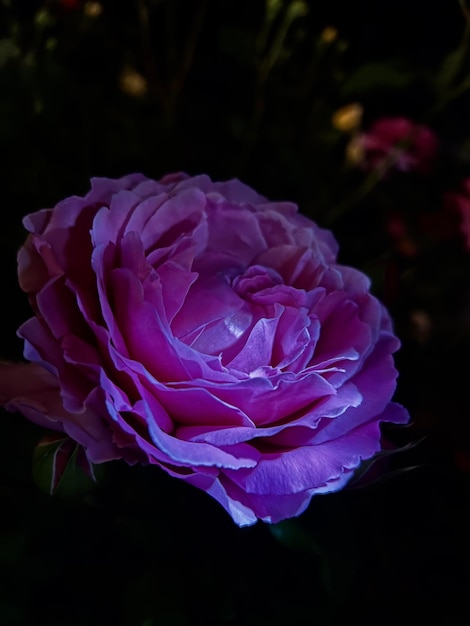 Nahaufnahme einer rosa Rose auf dunklem Hintergrund Foto in hoher Qualität