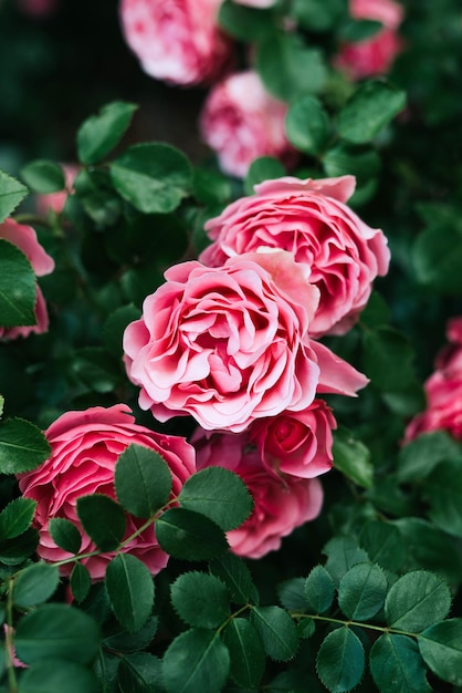 Nahaufnahme einer rosa Rose auf einem dunkelgrünen Hintergrund auf dem Blumengarten Eine vertikale Schusstapete