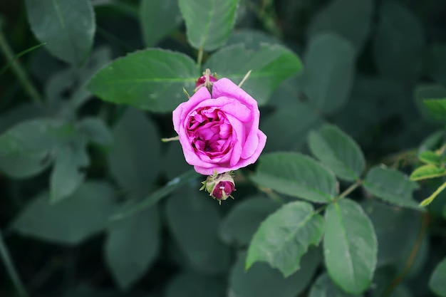 Foto nahaufnahme einer rosa rose auf einer pflanze