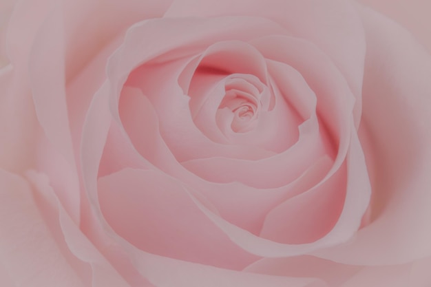 Foto nahaufnahme einer rosa rose auf weichem bokeh-hintergrund