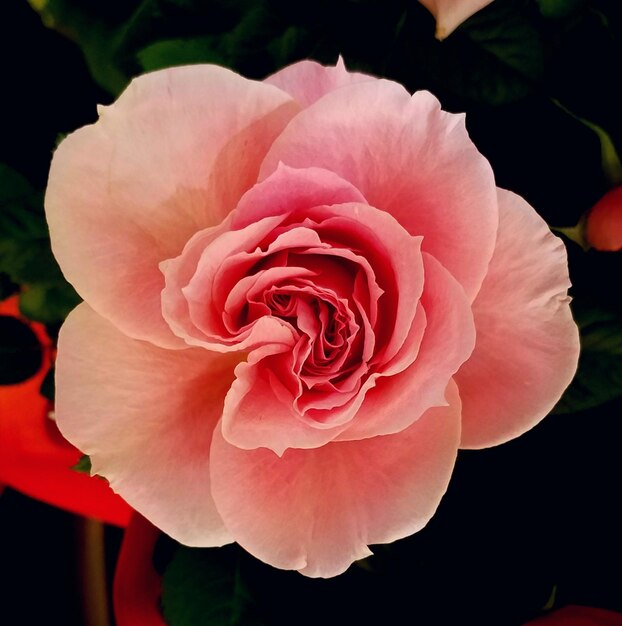 Foto nahaufnahme einer rosa rose, die im freien blüht