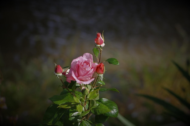 Foto nahaufnahme einer rosa rose, die im freien blüht