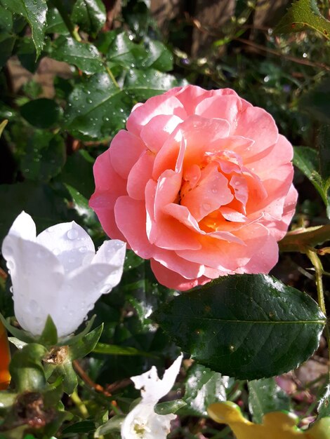 Foto nahaufnahme einer rosa rose, die im freien blüht