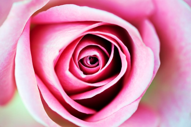 Foto nahaufnahme einer rosa rose, die im freien blüht