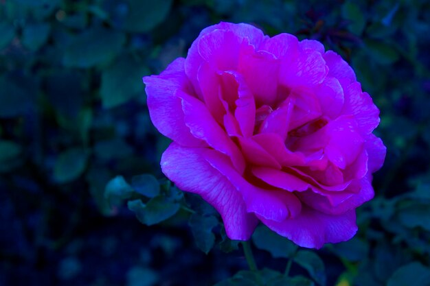 Foto nahaufnahme einer rosa rose, die im freien blüht