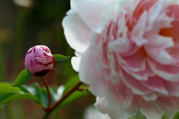 Nahaufnahme einer rosa Rose, die im Freien wächst.