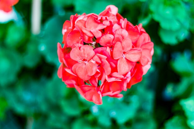 Foto nahaufnahme einer rosa rose, die im garten blüht