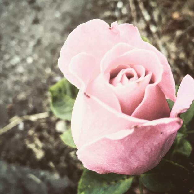 Foto nahaufnahme einer rosa rose, die im park blüht