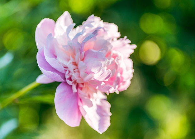 Nahaufnahme einer rosa Rose Flacher Fokus