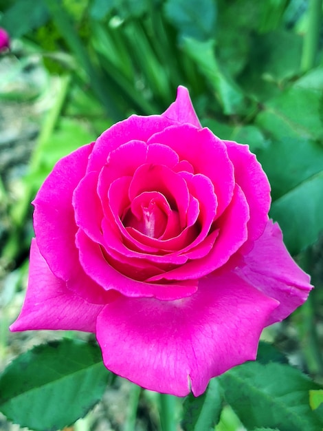 Nahaufnahme einer rosa Rose im Garten