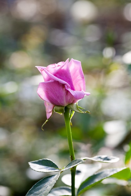 Nahaufnahme einer rosa Rose mit Bokeh-Hintergrund