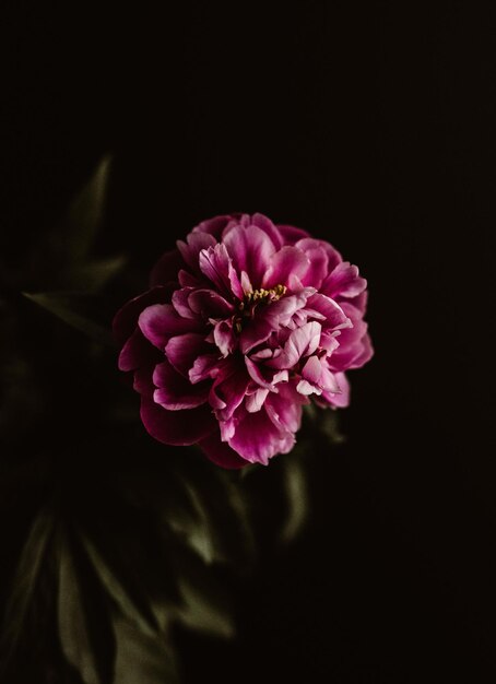 Foto nahaufnahme einer rosa rose vor schwarzem hintergrund