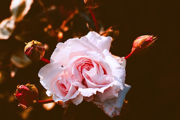 Foto nahaufnahme einer rosa rose vor schwarzem hintergrund