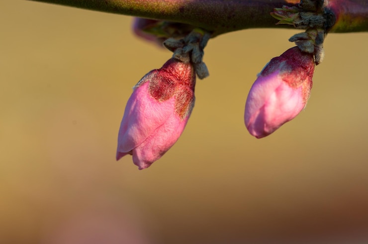 Foto nahaufnahme einer rosa rose vor verschwommenem hintergrund