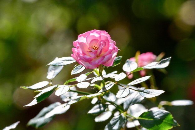 Foto nahaufnahme einer rosa rose