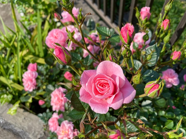 Foto nahaufnahme einer rosa rose