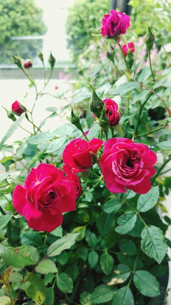 Foto nahaufnahme einer rosa rose