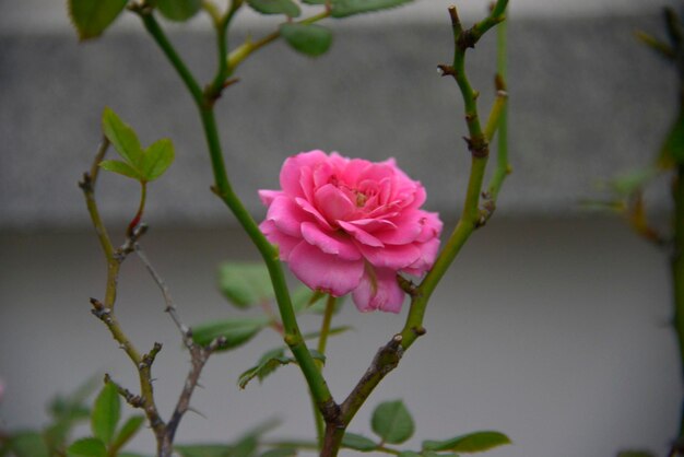 Foto nahaufnahme einer rosa rose