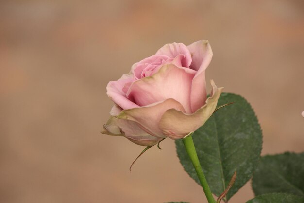 Nahaufnahme einer rosa Rose