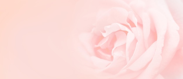 Nahaufnahme einer rosa Rose