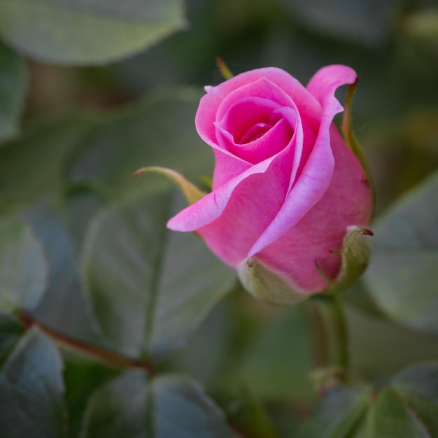 Foto nahaufnahme einer rosa rose