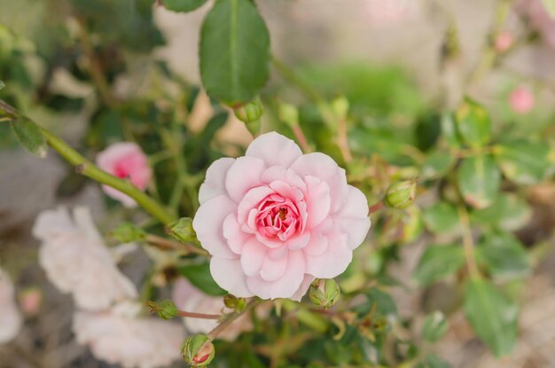 Foto nahaufnahme einer rosa rose