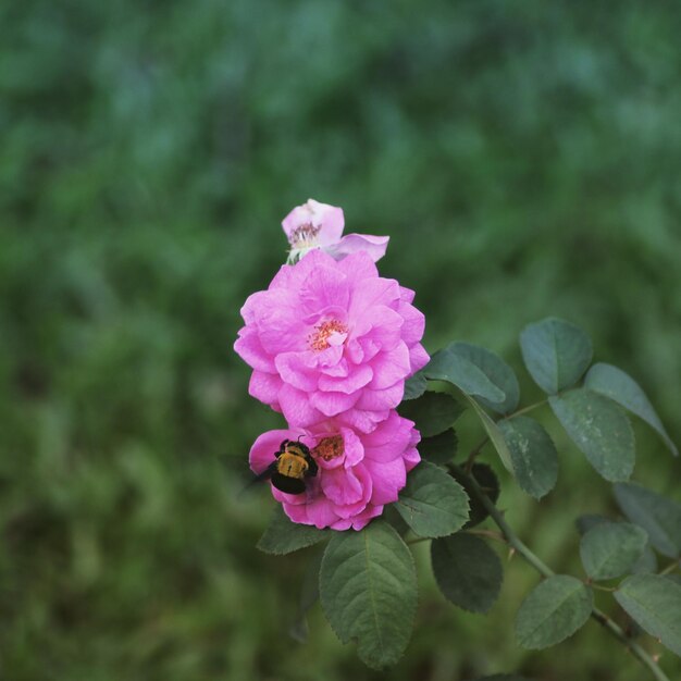 Foto nahaufnahme einer rosa rose