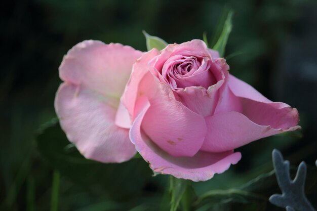 Foto nahaufnahme einer rosa rose