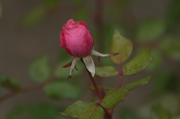 Foto nahaufnahme einer rosa rose