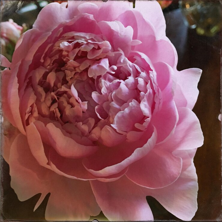 Foto nahaufnahme einer rosa rose